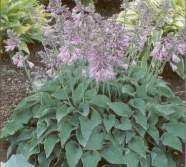 Hosta