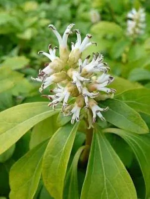 Pachysandra