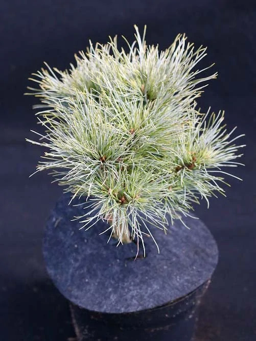 Borovice  Strobus Sea Urchin