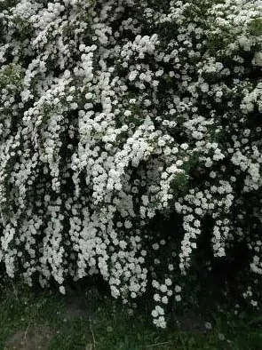 Tavolník Van Houttei