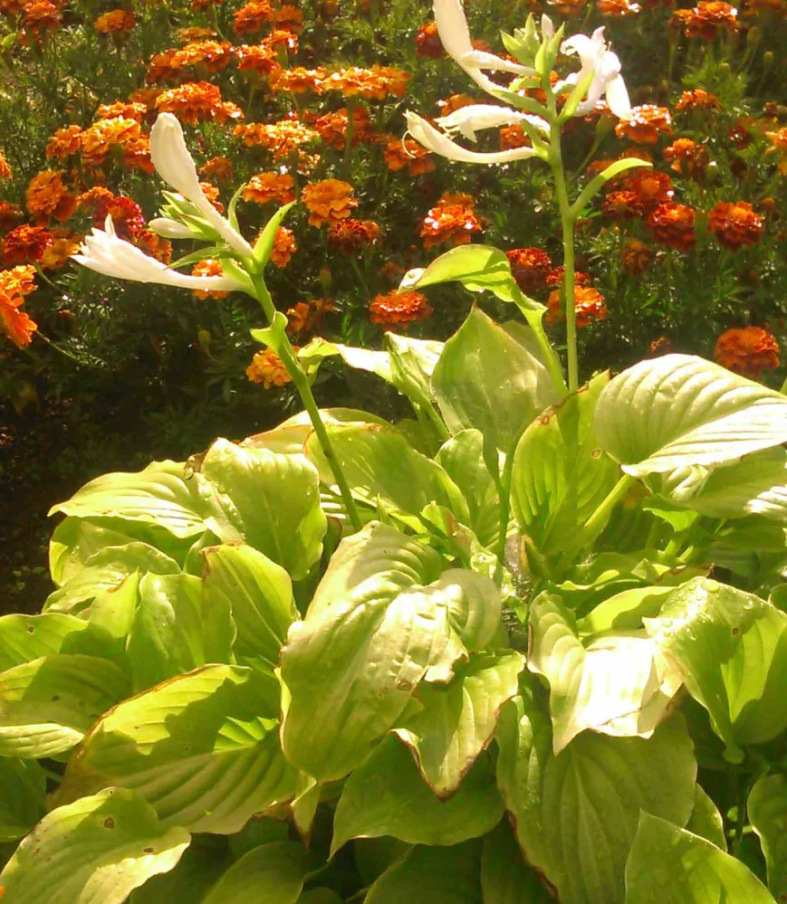 Hosta