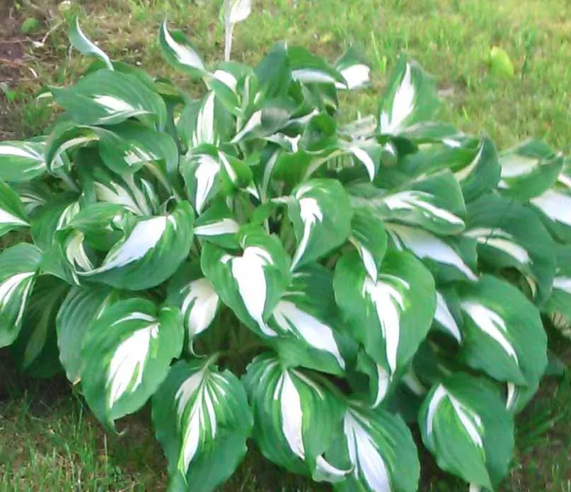 Hosta
