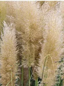 Pampová tráva - Pampagras