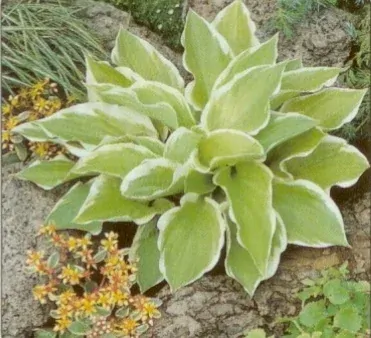 Hosta