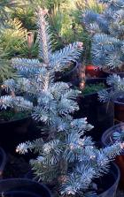 živý vánoční stromeček - stříbrná jedlička