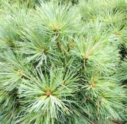 Borovice  Strobus Sea Urchin