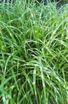 ozdobnice čínská - Zebrinus